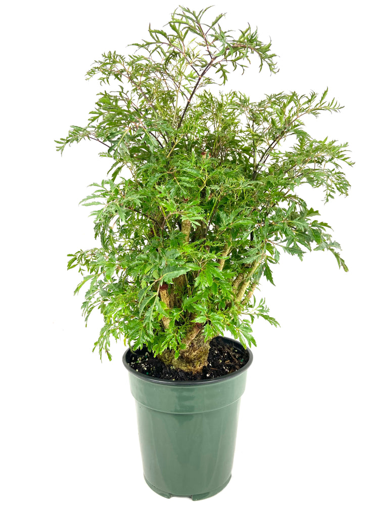 aralia plant indoor or outdoor Ming Aralia - Live Plant in a 6 Inch Pot - Polyscias Fruticosa