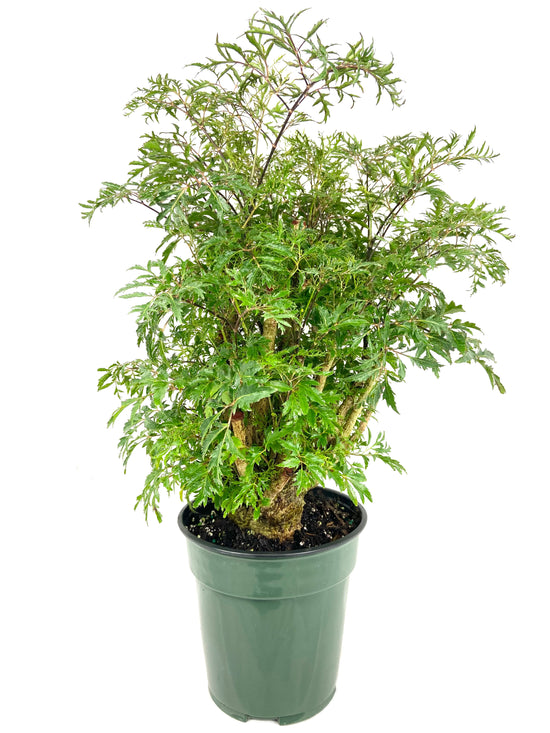 Ming Aralia - Live Plant in a 6 Inch Pot - Polyscias Fruticosa - Florist Quality Beautiful Easy Care Indoor Houseplant