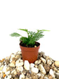 Mini Fairy Garden - Terrarium Fern Assortment - 6 Live Plants in 2 Inch Pots - Rare Ferns from Florida - Growers Choice Based On Health, Beauty and Availability