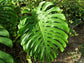 Monstera Deliciosa - Live Plant in a 10 Inch Pot - Philodendron Monstera Deliciosa - Beautiful Clean Air Indoor Plant