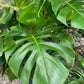 Monstera Deliciosa - Live Plant in a 10 Inch Pot - Philodendron Monstera Deliciosa - Beautiful Clean Air Indoor Plant
