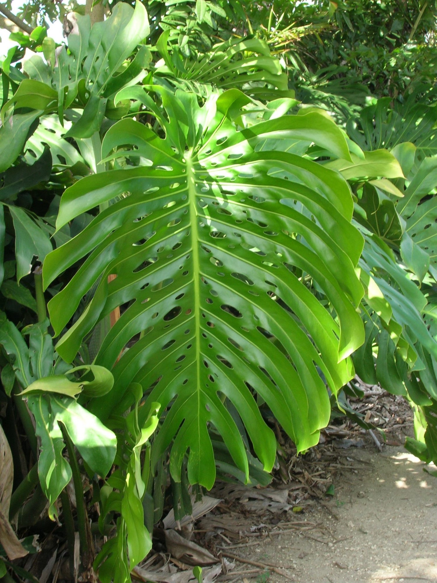10 inch monstera deliciosa Monstera Deliciosa - Live Plant in a 10 Inch Pot