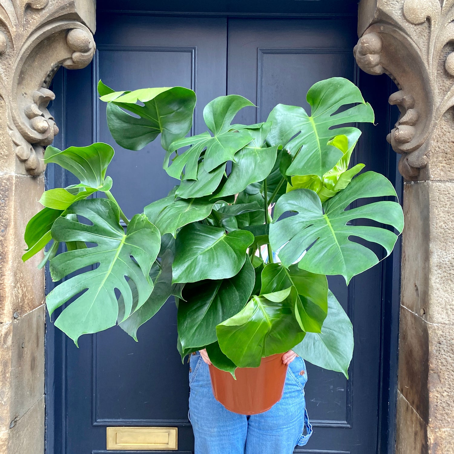 split leaf philodendron monstera deliciosa live plant Monstera Deliciosa - Live Plant in a 10 Inch Pot