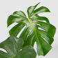 Monstera Deliciosa - Live Plant in a 10 Inch Pot - Philodendron Monstera Deliciosa - Beautiful Clean Air Indoor Plant