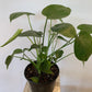 Monstera Deliciosa Plant - Live Plant in a 6 Inch Pot - Monstera Deliciosa - Beautiful Easy to Grow Air Purifying Indoor Plant