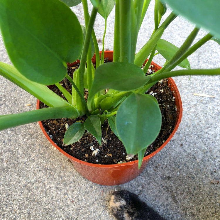 6 inch monstera plant Monstera Deliciosa Plant - Live Plant in a 6 Inch Pot