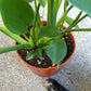 Monstera Deliciosa Plant - Live Plant in a 6 Inch Pot - Monstera Deliciosa - Beautiful Easy to Grow Air Purifying Indoor Plant