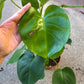 Monstera Deliciosa Plant - Live Plant in a 6 Inch Pot - Monstera Deliciosa - Beautiful Easy to Grow Air Purifying Indoor Plant