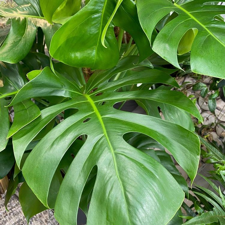6 inch monstera plant Monstera Deliciosa Plant - Live Plant in a 6 Inch Pot