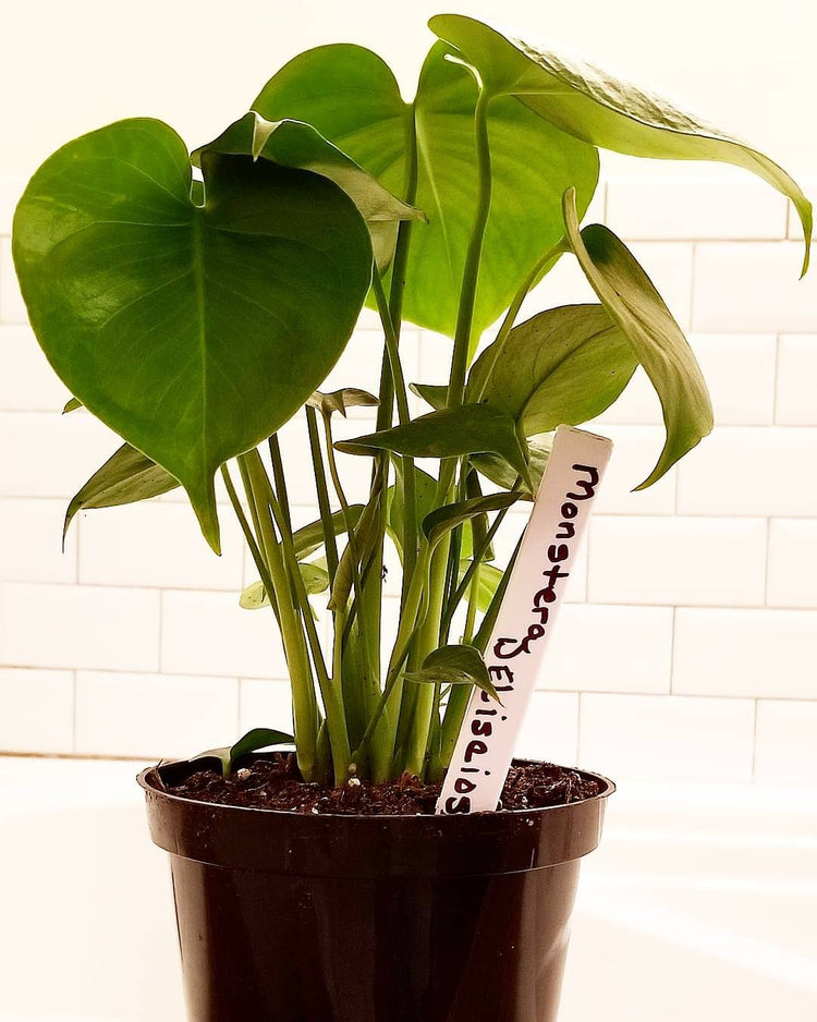 monstera deliciosa air purifying Monstera Deliciosa Plant - Live Plant in a 6 Inch Pot