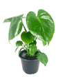 Monstera Deliciosa Plant - Live Plant in a 6 Inch Pot - Monstera Deliciosa - Beautiful Easy to Grow Air Purifying Indoor Plant