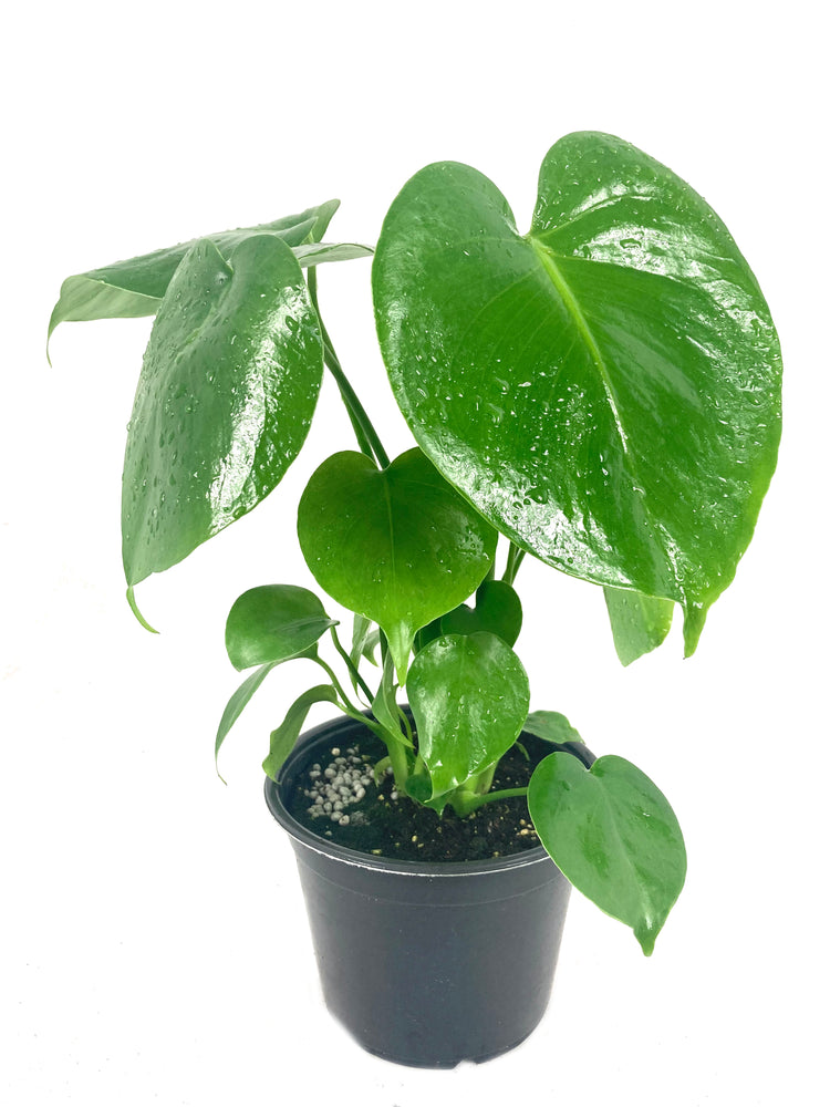 monstera deliciosa air purifier Monstera Deliciosa Plant - Live Plant in a 6 Inch Pot