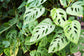 Monstera Swiss Cheese Plant Hoop - Live Plant in a 6 Inch Pot - Monstera Adansonii - Florist Quality Easy to Grow Air Purifying Indoor Houseplant