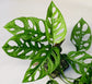 Monstera Swiss Cheese Plant Hoop - Live Plant in a 6 Inch Pot - Monstera Adansonii - Florist Quality Easy to Grow Air Purifying Indoor Houseplant