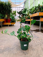 Monstera Swiss Cheese Plant Hoop - Live Plant in a 6 Inch Pot - Monstera Adansonii - Florist Quality Easy to Grow Air Purifying Indoor Houseplant