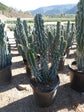 Monstrose Apple Cactus - Live Plant in a 10 Inch Pot - Cereus Peruvianus "Monstrosus" - Beautiful and Unique Cactus