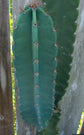 Monstrose Apple Cactus - Live Plant in a 10 Inch Pot - Cereus Peruvianus "Monstrosus" - Beautiful and Unique Cactus