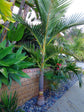 Mount Lewis King Palm - Purple King Palm - Live Plant in a 1 Gallon Growers Pot - Archontophoenix Purpurea - Extremely Rare and Exotic Palms from Florida - for Rare Plant Collectors