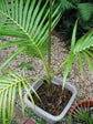 Mount Lewis King Palm - Purple King Palm - Live Plant in a 1 Gallon Growers Pot - Archontophoenix Purpurea - Extremely Rare and Exotic Palms from Florida - for Rare Plant Collectors