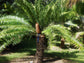 Mulanje Cycad Palm - Live Plant in a 3 Gallon Growers Pot - Encephalartos Gratus - Extremely Rare Palms from Florida - Large Palms Delivered to Your Door