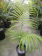 Myola Palm - Live Plant in a 3 Gallon Growers Pot - Archontophoenix myolensis - Extremely Rare and Exotic Palms from Florida - for Rare Plant Collectors