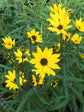 Narrow Leaf Sunflower - Live Plant in a 6 Inch Pot - Helianthus Angustifolius - Butterfly and Bee Attracting Native Wildflowers from Florida
