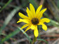 Narrow Leaf Sunflower - Live Plant in a 6 Inch Pot - Helianthus Angustifolius - Butterfly and Bee Attracting Native Wildflowers from Florida