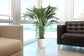Neanthe Bella Parlor Palm - Live Plant in an 10 Inch Pot - Chamaedorea Elegans - Beautiful Clean Air Indoor Houseplant