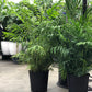 Neanthe Bella Parlor Palm - Live Plant in an 10 Inch Pot - Chamaedorea Elegans - Beautiful Clean Air Indoor Houseplant