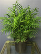 Neanthe Bella Parlor Palm - Live Plant in an 10 Inch Pot - Chamaedorea Elegans - Beautiful Clean Air Indoor Houseplant