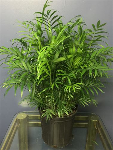 does parlor palm clean air Neanthe Bella Parlor Palm - Live Plant in an 10 Inch Pot - Chamaedorea Elegans