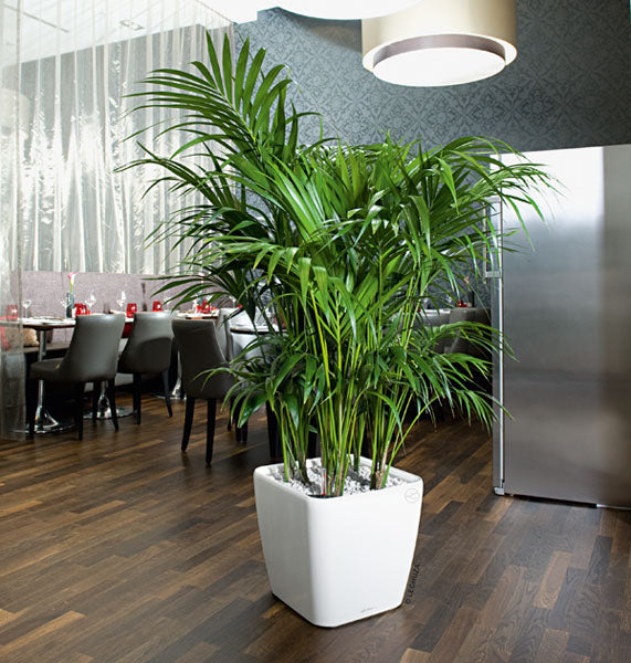bella palm aquarium plant Neanthe Bella Parlor Palm - Live Plant in an 10 Inch Pot - Chamaedorea Elegans