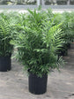 Neanthe Bella Parlor Palm - Live Plant in an 10 Inch Pot - Chamaedorea Elegans - Beautiful Clean Air Indoor Houseplant