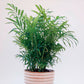 Neanthe Bella Parlor Palm - Live Plant in a 6 Inch Pot - Chamaedorea Elegans - Beautiful Clean Air Indoor Houseplant