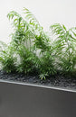 Neanthe Bella Parlor Palm - Live Plant in a 6 Inch Pot - Chamaedorea Elegans - Beautiful Clean Air Indoor Houseplant