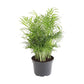 Neanthe Bella Parlor Palm - Live Plant in a 6 Inch Pot - Chamaedorea Elegans - Beautiful Clean Air Indoor Houseplant