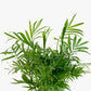 Neanthe Bella Parlor Palm - Live Plant in an 8 Inch Pot - Chamaedorea Elegans - Beautiful Clean Air Indoor Houseplant