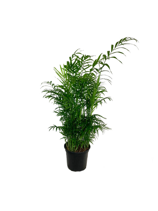Neanthe Bella Parlor Palm - Live Plant in an 8 Inch Pot - Chamaedorea Elegans - Beautiful Clean Air Indoor Houseplant