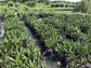 Needle Palm - Live Plant in a 10 Inch Growers Pot - Rhapidophyllum Hystrix - Rare Ornamental Palms from Florida