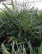 Needle Palm - Live Plant in a 10 Inch Growers Pot - Rhapidophyllum Hystrix - Rare Ornamental Palms from Florida