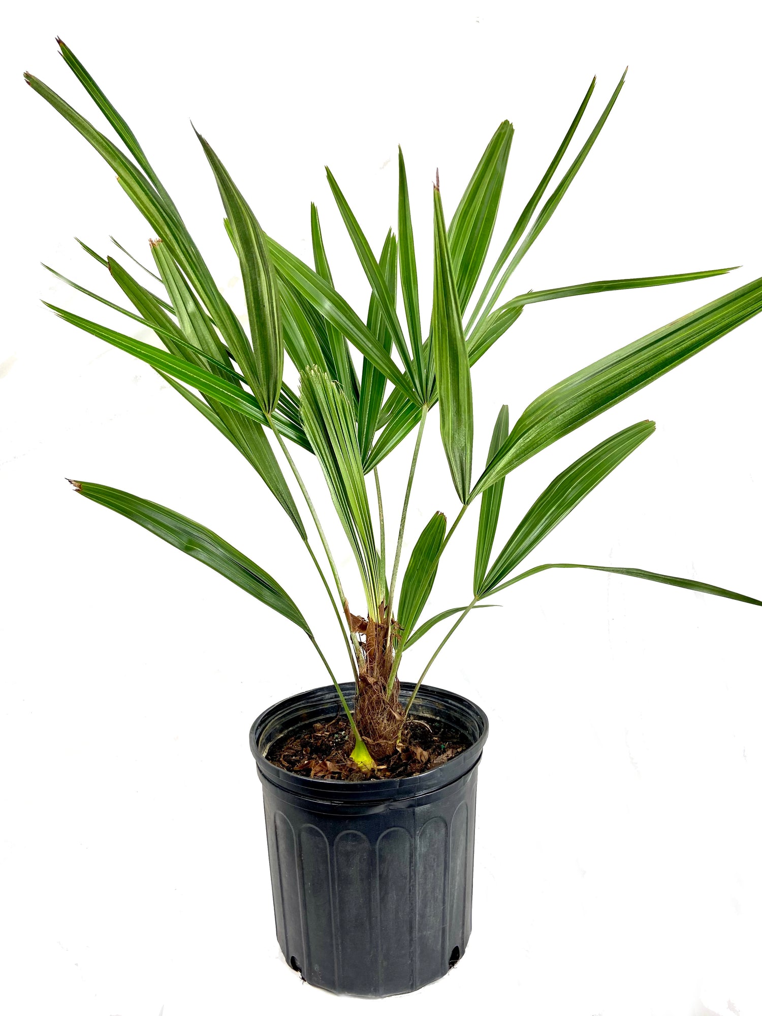 needle palm plant Needle Palm - Live Plant in a 10 Inch Growers Pot