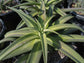 Nizanda Agave - Live Plant in a 6 Inch Pot - Agave Nizandensis - Cactus Succulent - Extremely Rare Plants from Florida