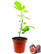 Olympian Fig Tree - Live Plant in a 4 Inch Pot - Ficus Carica &