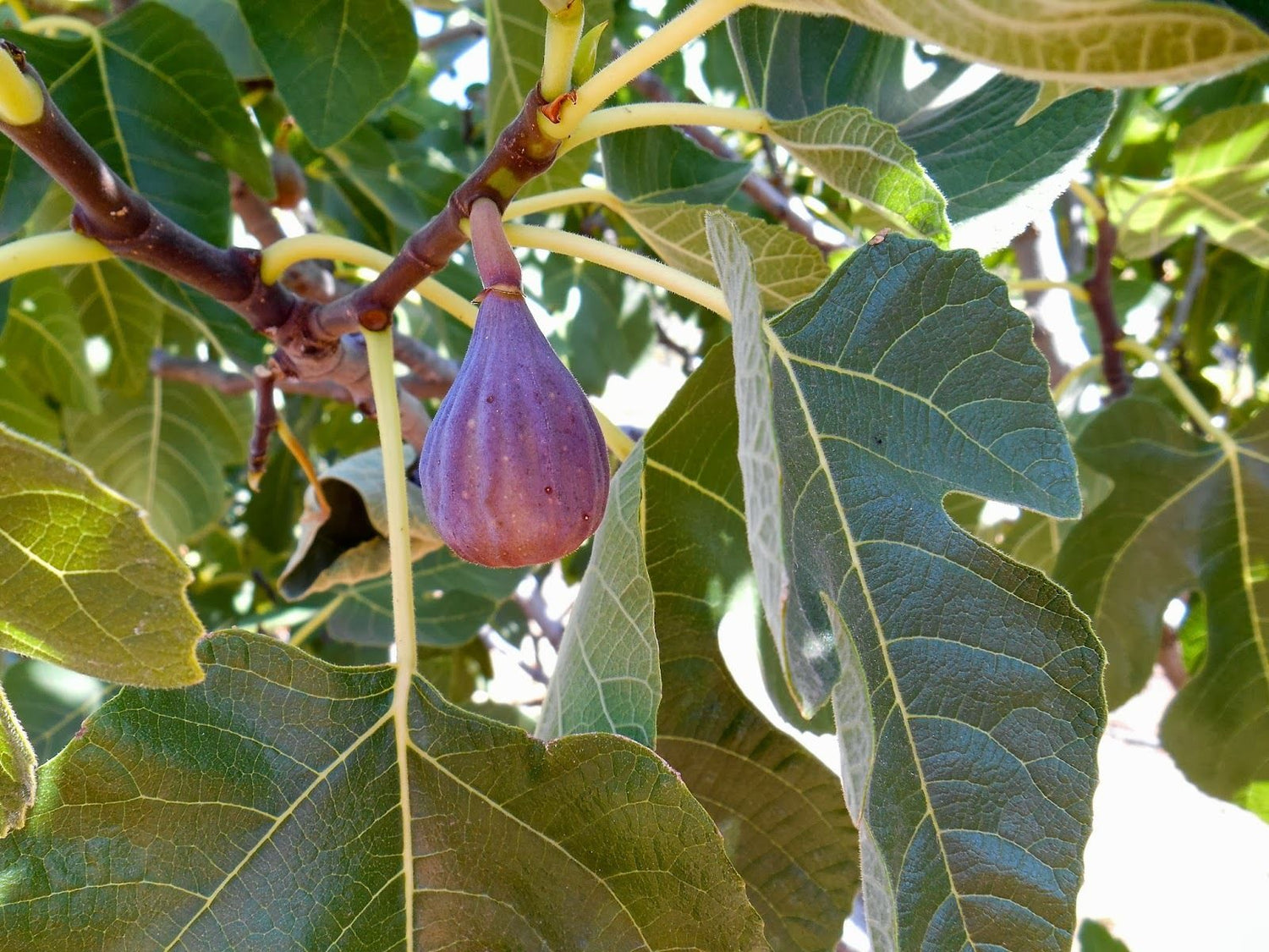 Olympian Fig Tree - Live Plant in a 4 Inch Pot - Ficus Carica 'Olympia ...