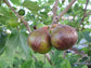 Olympian Fig Tree - Live Plant in a 4 Inch Pot - Ficus Carica &