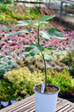 Olympian Fig Tree - Live Plant in a 4 Inch Pot - Ficus Carica &