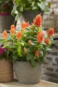 Orange Celosia - Live Plant in a 4 inch Pot - Beautiful Flowering Annuals for Gardens and Patios - Finished Plants Ready for The Garden