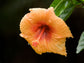 Orange Hibiscus Tree - Live Plant in a 3 Gallon Pot - Standard - Hibiscus Rosa Sinensis - Beautiful and Stunning Flowering Tree from Florida - Great for The Patio and Garden