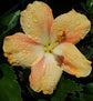 Orange Hibiscus Tree - Live Plant in a 3 Gallon Pot - Standard - Hibiscus Rosa Sinensis - Beautiful and Stunning Flowering Tree from Florida - Great for The Patio and Garden