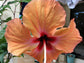 Orange Hibiscus Tree - Live Plant in a 3 Gallon Pot - Standard - Hibiscus Rosa Sinensis - Beautiful and Stunning Flowering Tree from Florida - Great for The Patio and Garden